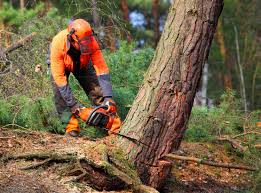 Leaf Removal in Mountville, PA